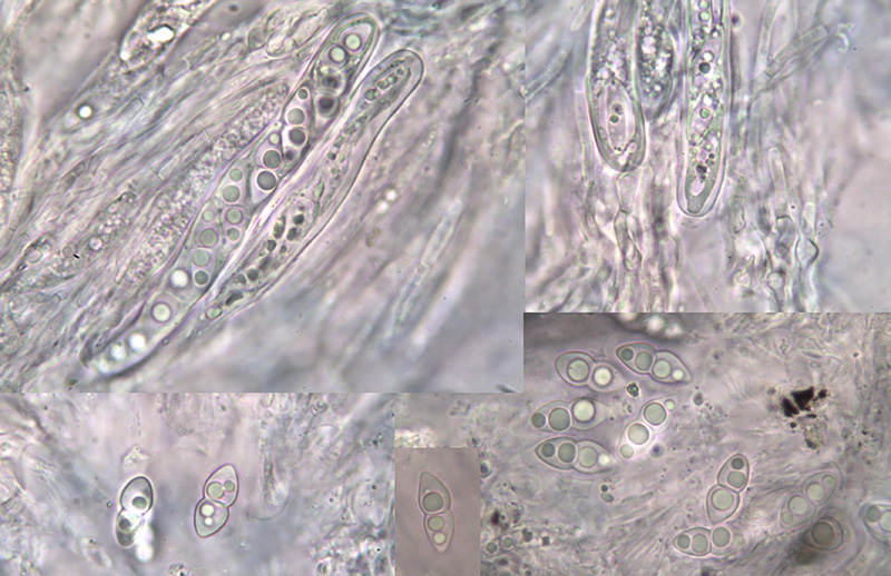 Byssolophis ampla mikro